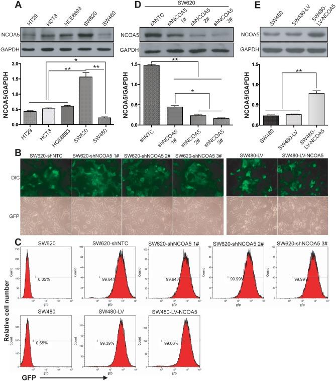 https://cdn.ncbi.nlm.nih.gov/pmc/blobs/8bc8/5746116/27df03bb7c87/oncotarget-08-107932-g002.jpg