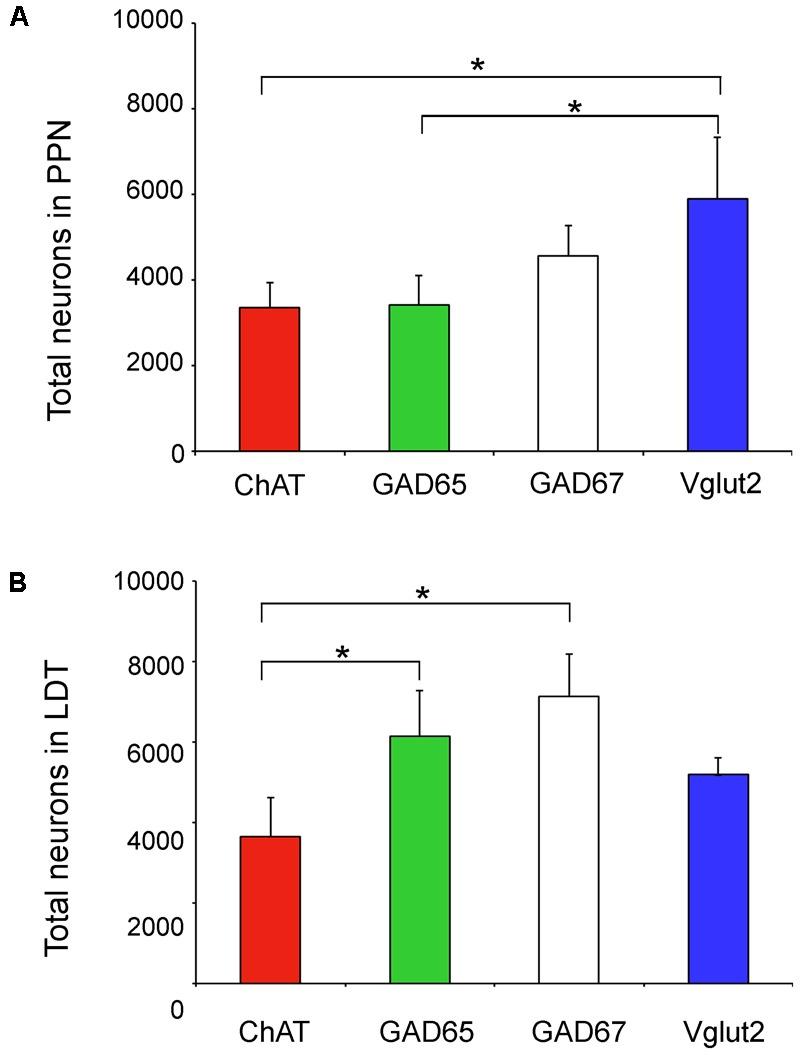 https://cdn.ncbi.nlm.nih.gov/pmc/blobs/8be6/5958217/2f00d83e37d9/fnana-12-00034-g005.jpg