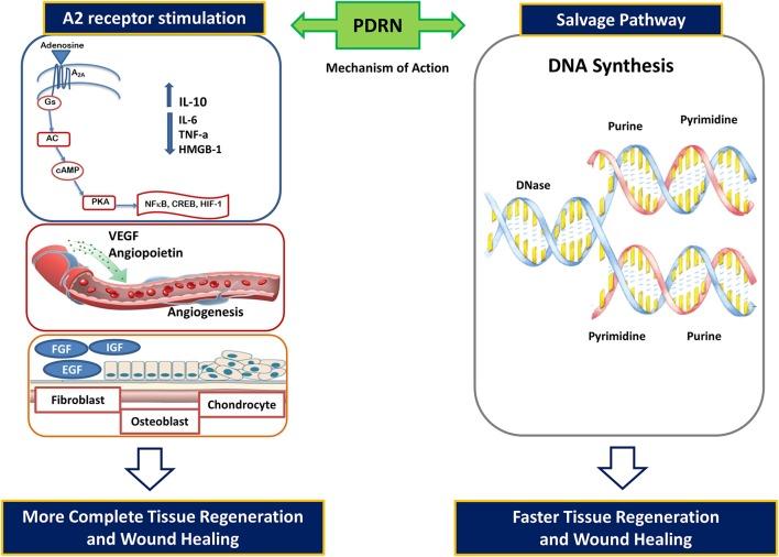 https://cdn.ncbi.nlm.nih.gov/pmc/blobs/8c29/5405115/d73c3804fd68/fphar-08-00224-g0001.jpg