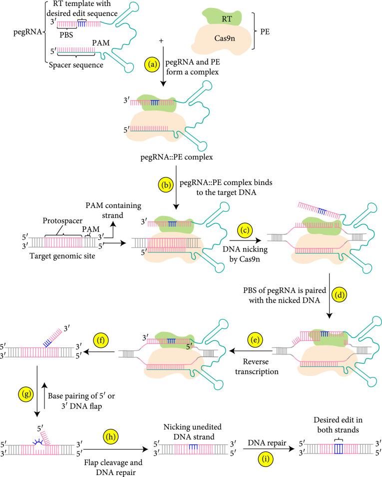 https://cdn.ncbi.nlm.nih.gov/pmc/blobs/8c2f/10530660/6cc6a06b234d/9350905.fig.001.jpg