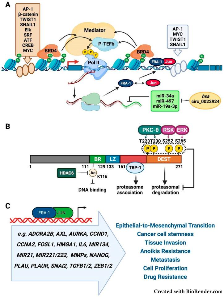 https://cdn.ncbi.nlm.nih.gov/pmc/blobs/8c30/8946526/7a06ad667c6d/cancers-14-01480-g002.jpg