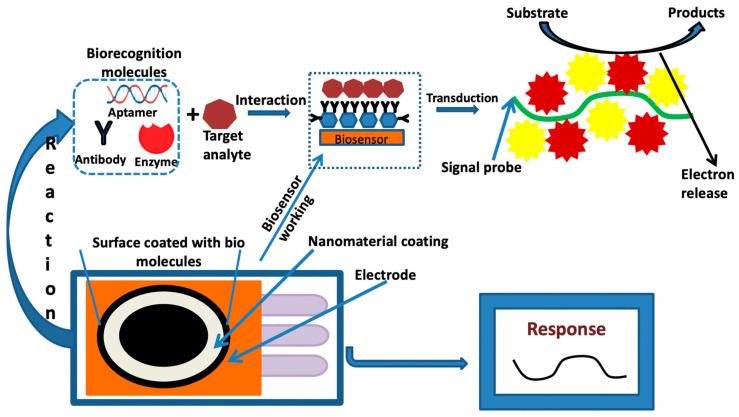 https://cdn.ncbi.nlm.nih.gov/pmc/blobs/8c39/10377195/837755776637/biosensors-13-00701-g005.jpg