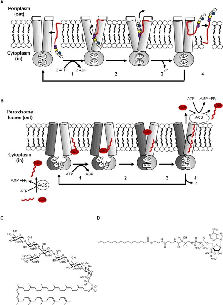 https://cdn.ncbi.nlm.nih.gov/pmc/blobs/8c3e/4900756/cb058cd7102c/bst0440774fig3.jpg