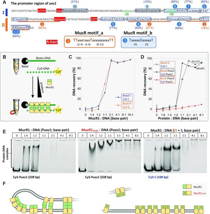 https://cdn.ncbi.nlm.nih.gov/pmc/blobs/8c44/9410896/229b0a7915b7/gkac664fig6.jpg