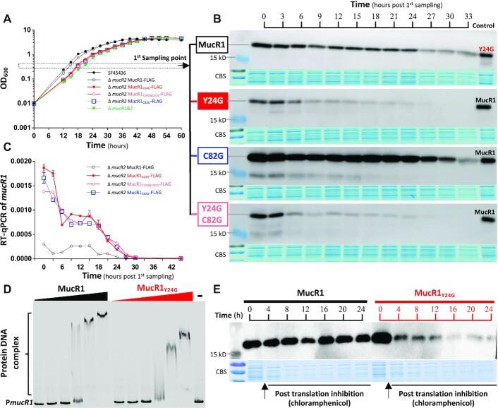 https://cdn.ncbi.nlm.nih.gov/pmc/blobs/8c44/9410896/40bb5c7f3b04/gkac664fig4.jpg