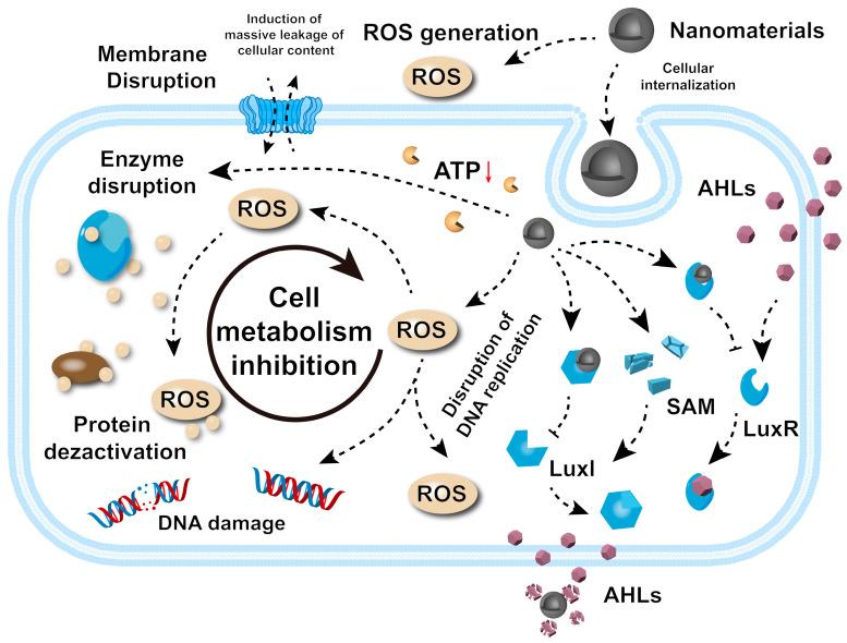 https://cdn.ncbi.nlm.nih.gov/pmc/blobs/8c45/12029963/696e257513b9/microorganisms-13-00708-g002.jpg
