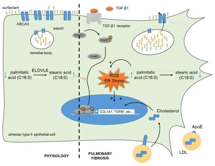 https://cdn.ncbi.nlm.nih.gov/pmc/blobs/8c68/8997955/bd749e09cad3/cells-11-01209-g001.jpg