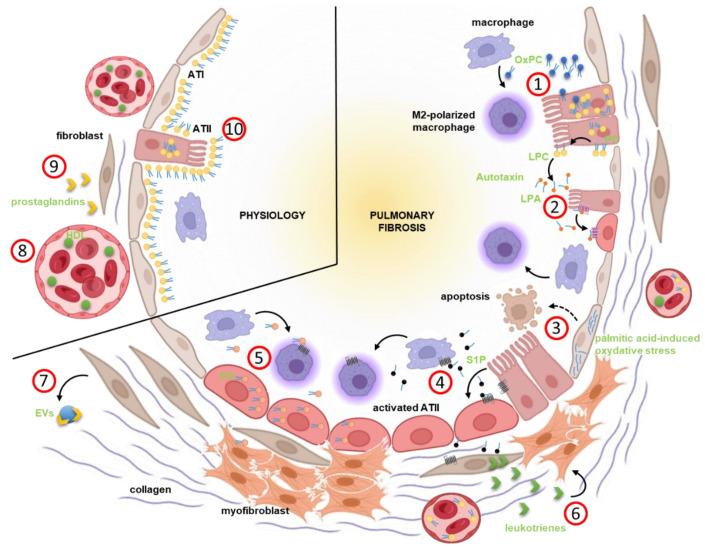 https://cdn.ncbi.nlm.nih.gov/pmc/blobs/8c68/8997955/f8dd6e989ded/cells-11-01209-g002.jpg