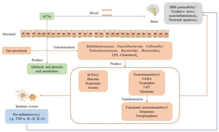 https://cdn.ncbi.nlm.nih.gov/pmc/blobs/8c6c/9922026/7a3b66aa5b35/nutrients-15-00496-g003.jpg