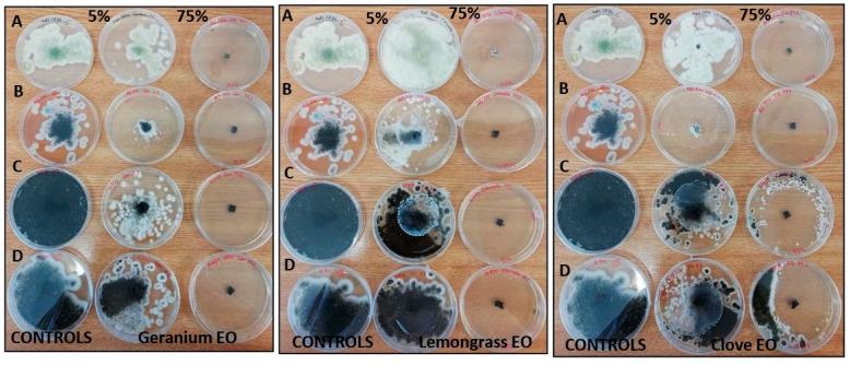 https://cdn.ncbi.nlm.nih.gov/pmc/blobs/8c6f/10650698/47ee76101328/molecules-28-07259-g006.jpg