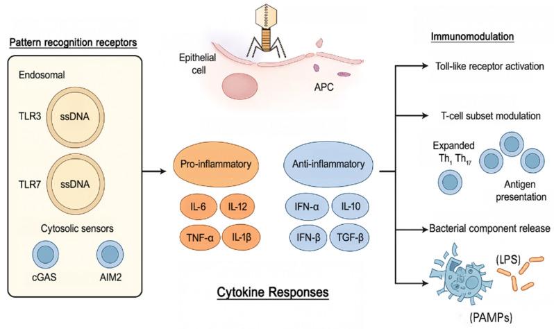 https://cdn.ncbi.nlm.nih.gov/pmc/blobs/8c7b/12109214/2fd3f7f89a2f/biomedicines-13-01202-g001.jpg