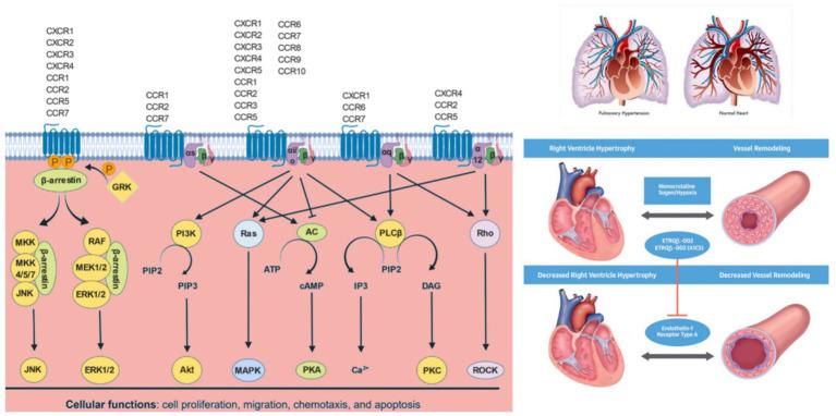 https://cdn.ncbi.nlm.nih.gov/pmc/blobs/8c7d/12083773/dd48b24a05ea/fmed-12-1579112-g002.jpg