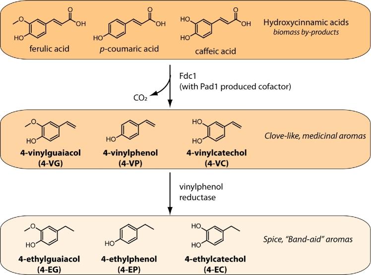 https://cdn.ncbi.nlm.nih.gov/pmc/blobs/8caa/5916228/f042e050ad97/fux031fig7.jpg