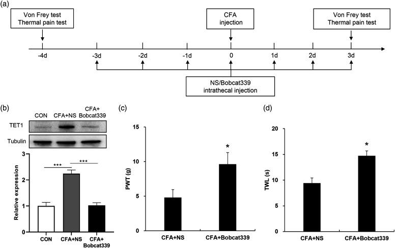 https://cdn.ncbi.nlm.nih.gov/pmc/blobs/8cd0/9720829/491e1b14fffb/10.1177_17448069221143671-fig6.jpg