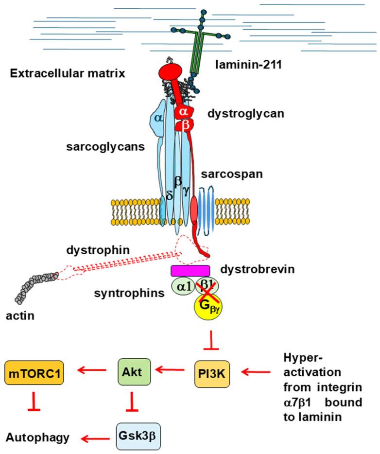 https://cdn.ncbi.nlm.nih.gov/pmc/blobs/8cfe/12109756/62a77533e082/cells-14-00721-g003.jpg