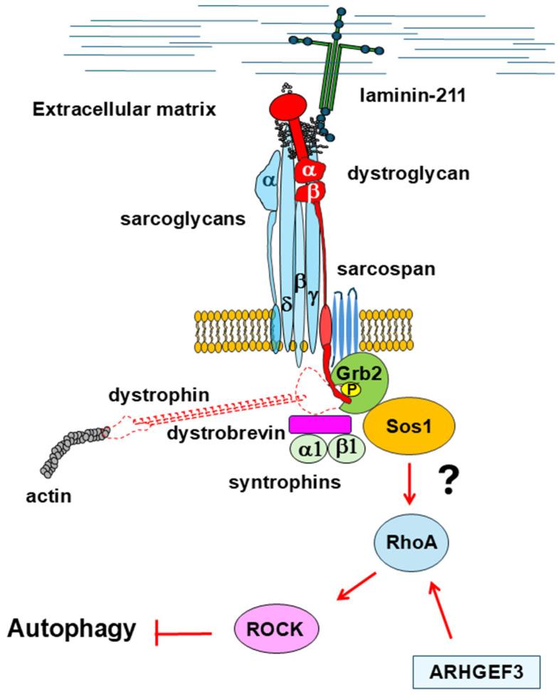https://cdn.ncbi.nlm.nih.gov/pmc/blobs/8cfe/12109756/6aaf815f3a05/cells-14-00721-g005.jpg