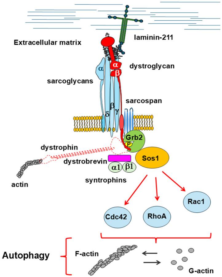 https://cdn.ncbi.nlm.nih.gov/pmc/blobs/8cfe/12109756/81a359c2d6bf/cells-14-00721-g006.jpg
