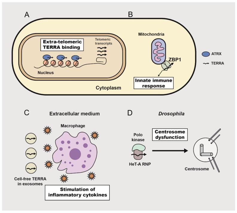 https://cdn.ncbi.nlm.nih.gov/pmc/blobs/8d1d/10647821/c798f28c98b7/ijms-24-15979-g002.jpg