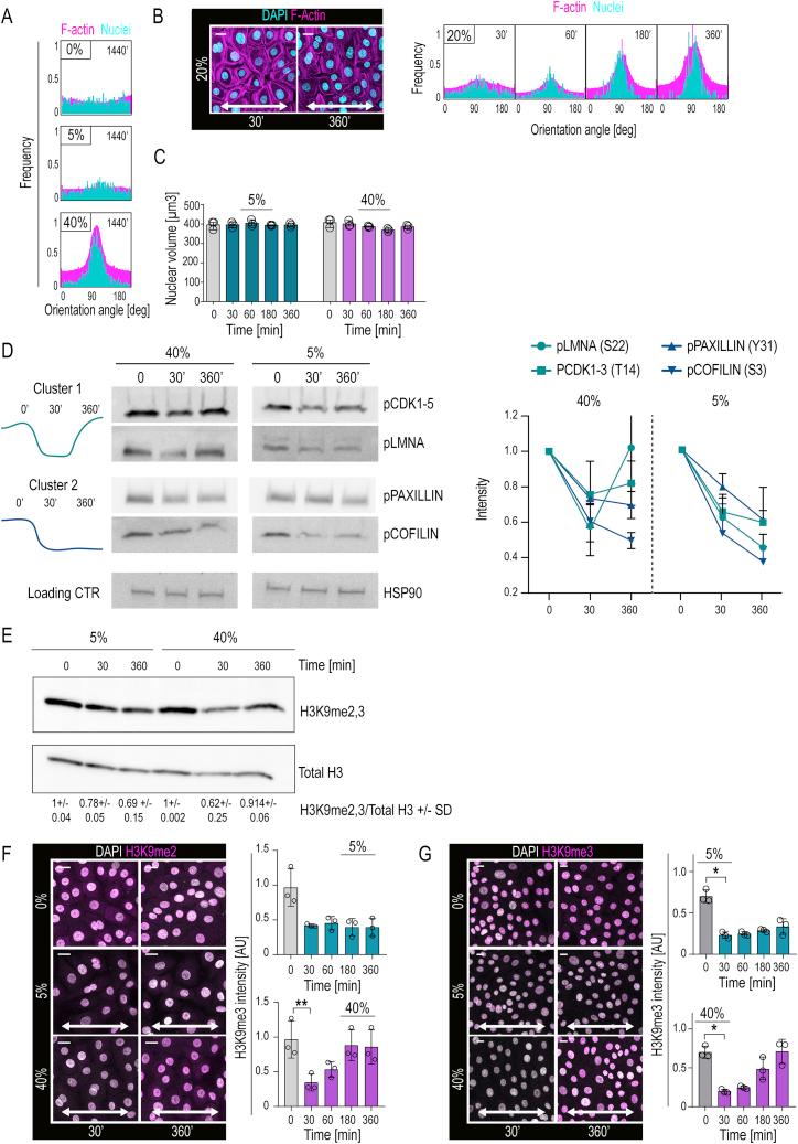 https://cdn.ncbi.nlm.nih.gov/pmc/blobs/8d1d/7237863/bf7b738eb354/figs1.jpg