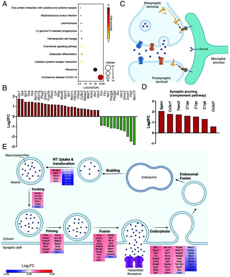 https://cdn.ncbi.nlm.nih.gov/pmc/blobs/8d20/12130885/e71626d317bb/pnas.2501527122fig03.jpg