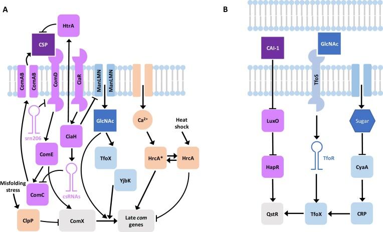 https://cdn.ncbi.nlm.nih.gov/pmc/blobs/8d5e/10602874/712ec56ec155/gkad760fig6.jpg