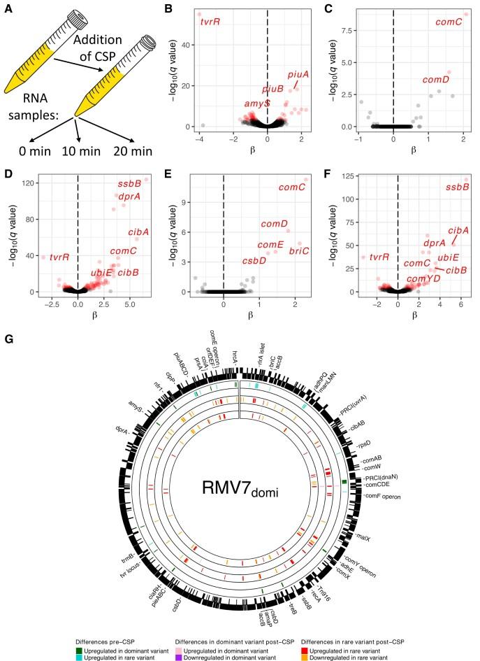 https://cdn.ncbi.nlm.nih.gov/pmc/blobs/8d5e/10602874/82bd54627448/gkad760fig2.jpg