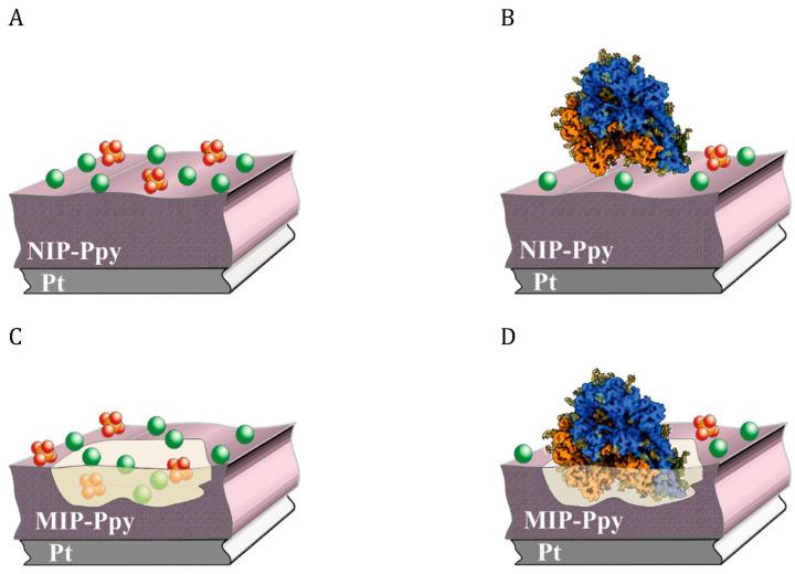 https://cdn.ncbi.nlm.nih.gov/pmc/blobs/8d81/10296657/315fa5a84732/biosensors-13-00620-g007.jpg