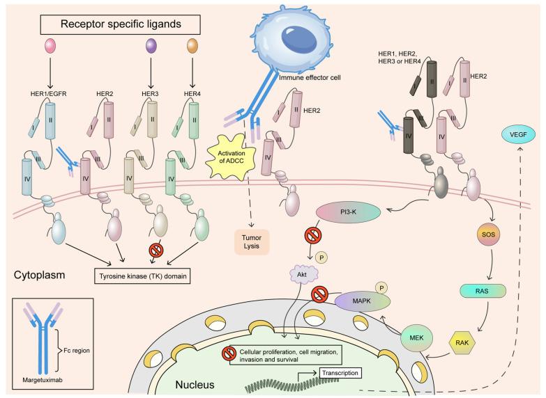https://cdn.ncbi.nlm.nih.gov/pmc/blobs/8dd1/12015915/de925121dddd/antibodies-14-00035-g003.jpg