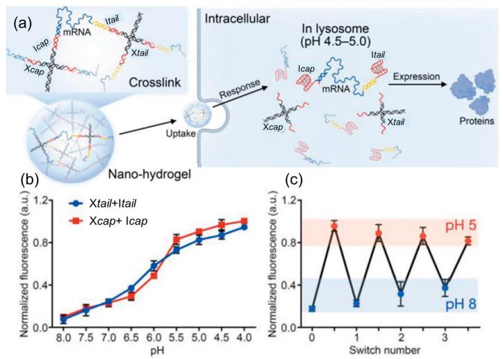https://cdn.ncbi.nlm.nih.gov/pmc/blobs/8dea/11940278/0388c4b1b606/biomolecules-15-00359-g010.jpg