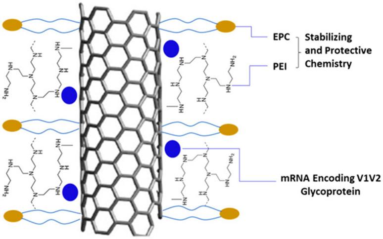 https://cdn.ncbi.nlm.nih.gov/pmc/blobs/8dea/11940278/a6987d2df1e0/biomolecules-15-00359-g008.jpg