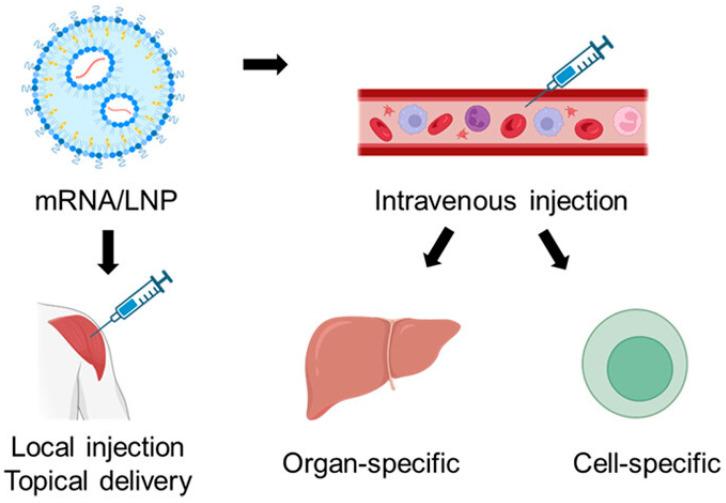 https://cdn.ncbi.nlm.nih.gov/pmc/blobs/8dea/11940278/ee953490615a/biomolecules-15-00359-g004.jpg
