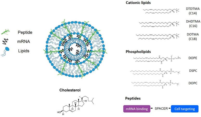 https://cdn.ncbi.nlm.nih.gov/pmc/blobs/8dea/11940278/ef088992549d/biomolecules-15-00359-g007.jpg