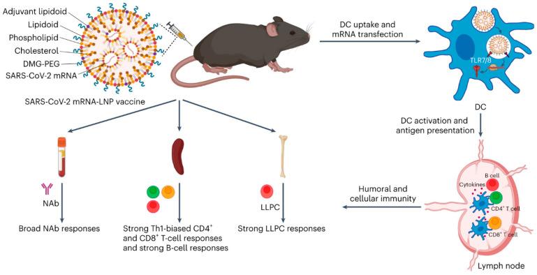 https://cdn.ncbi.nlm.nih.gov/pmc/blobs/8dea/11940278/fa20c6a154f0/biomolecules-15-00359-g003.jpg