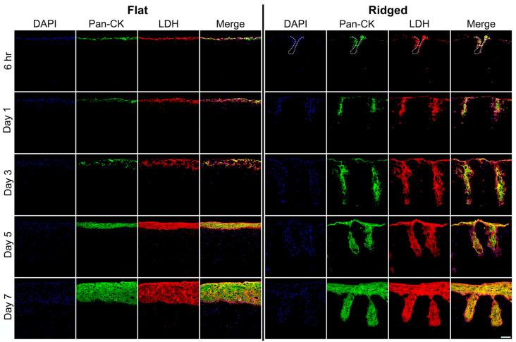 https://cdn.ncbi.nlm.nih.gov/pmc/blobs/8e3c/10376754/bf6172c1b4b1/bioengineering-10-00861-g002.jpg