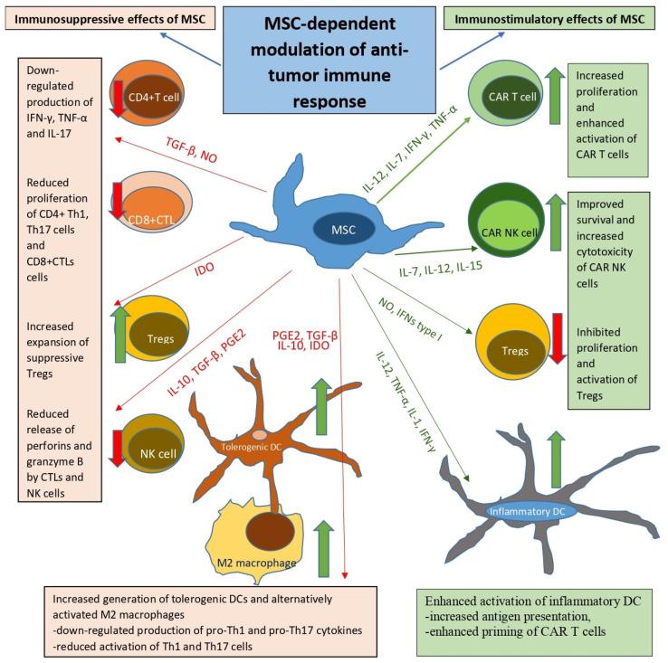 https://cdn.ncbi.nlm.nih.gov/pmc/blobs/8e4c/12249293/b7ef6b2b0e92/cells-14-00978-g002.jpg