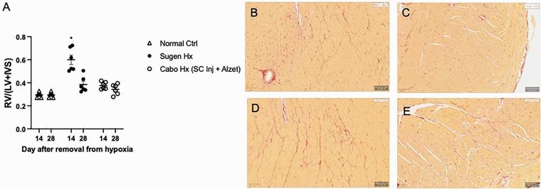 https://cdn.ncbi.nlm.nih.gov/pmc/blobs/8e52/8202272/b1d6769e3a24/10.1177_20458940211021528-fig3.jpg
