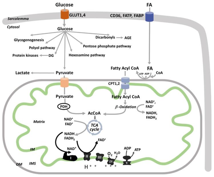 https://cdn.ncbi.nlm.nih.gov/pmc/blobs/8e68/8616075/896e5d648bac/cells-10-02945-g002.jpg