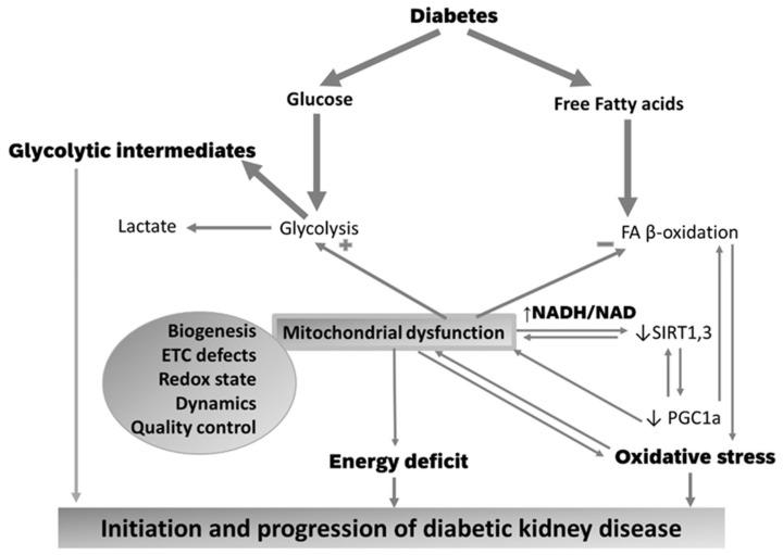 https://cdn.ncbi.nlm.nih.gov/pmc/blobs/8e68/8616075/ac64448ffd50/cells-10-02945-g003.jpg