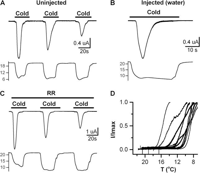 https://cdn.ncbi.nlm.nih.gov/pmc/blobs/8e88/4621749/fcd29d85f011/JGP_201511454_Fig6.jpg