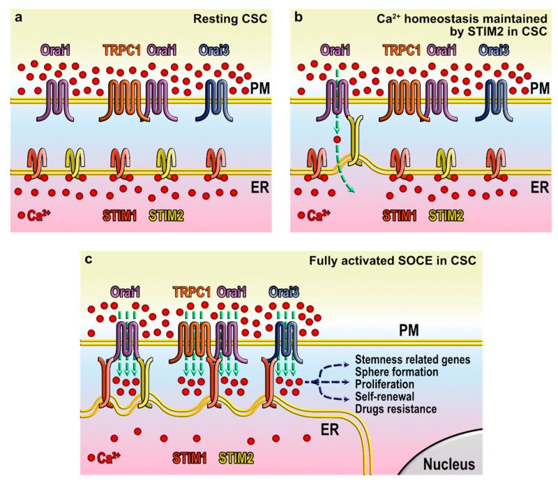 https://cdn.ncbi.nlm.nih.gov/pmc/blobs/8e90/9032688/cfc81fb5bc70/cells-11-01332-g002.jpg