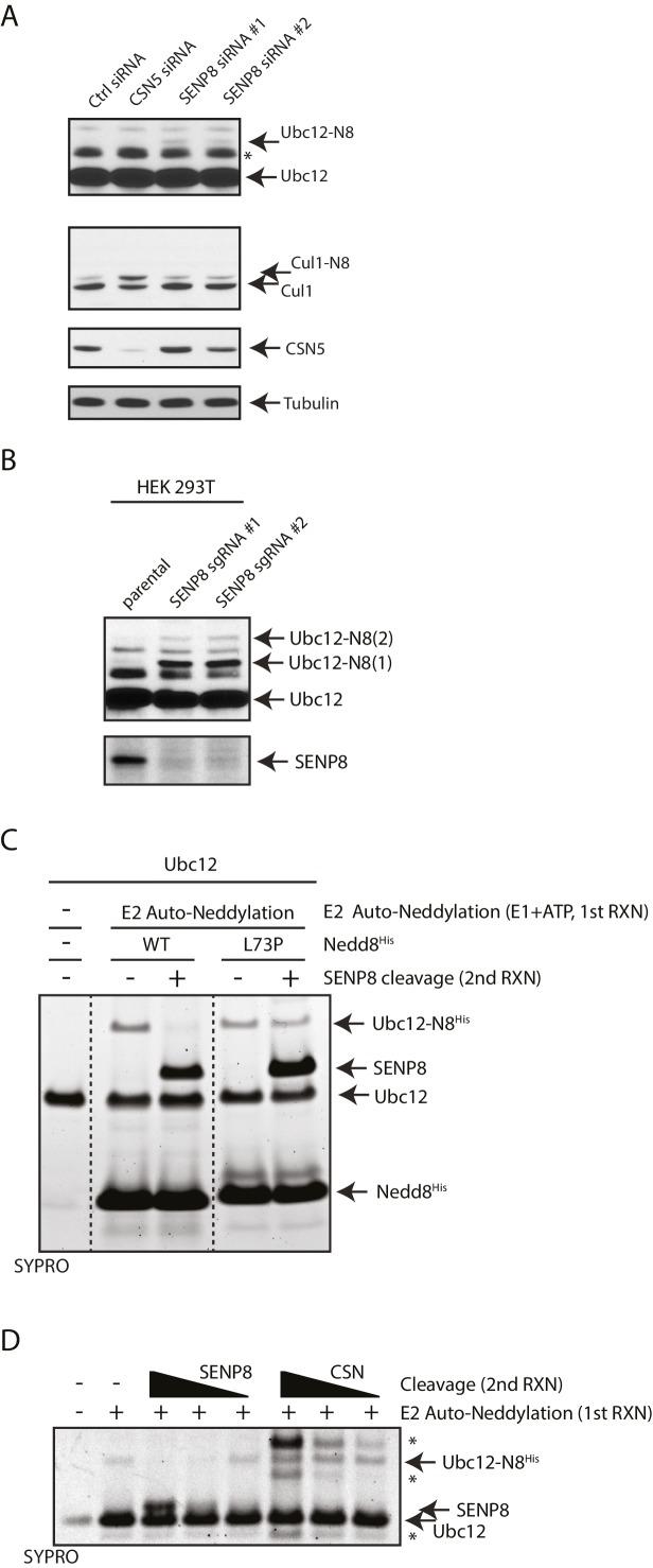 https://cdn.ncbi.nlm.nih.gov/pmc/blobs/8ec1/5419743/05b3055a3ddc/elife-24325-fig3.jpg