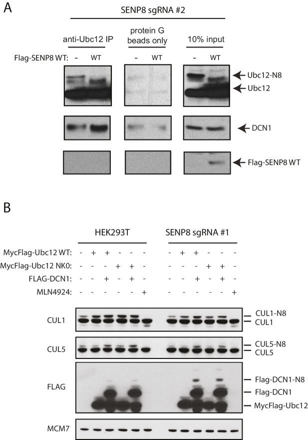 https://cdn.ncbi.nlm.nih.gov/pmc/blobs/8ec1/5419743/3fca38349265/elife-24325-fig5-figsupp1.jpg