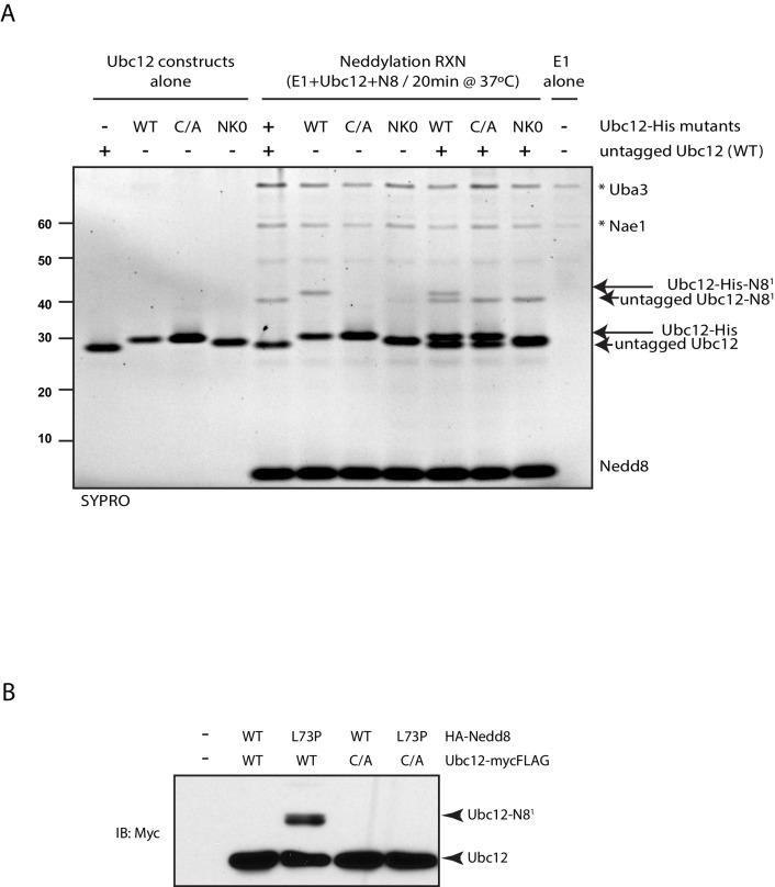 https://cdn.ncbi.nlm.nih.gov/pmc/blobs/8ec1/5419743/827f43ac14a4/elife-24325-fig3-figsupp2.jpg