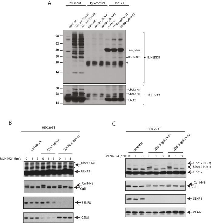 https://cdn.ncbi.nlm.nih.gov/pmc/blobs/8ec1/5419743/88b2fd5a6f71/elife-24325-fig3-figsupp1.jpg
