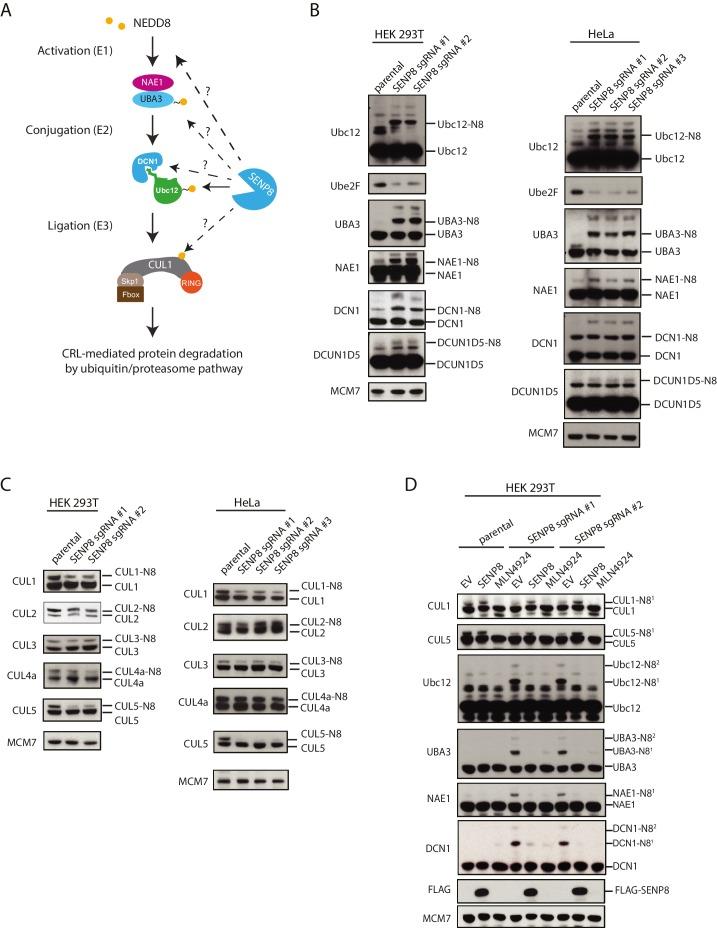 https://cdn.ncbi.nlm.nih.gov/pmc/blobs/8ec1/5419743/fe2783eb1603/elife-24325-fig5.jpg