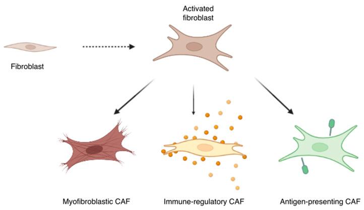https://cdn.ncbi.nlm.nih.gov/pmc/blobs/8ec7/10000679/b0fe9123f6c5/cells-12-00802-g004.jpg