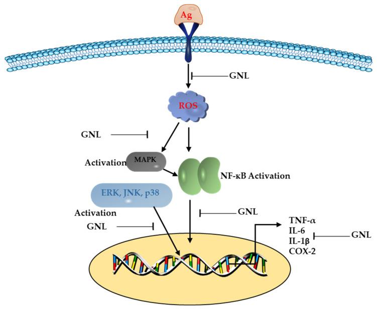 https://cdn.ncbi.nlm.nih.gov/pmc/blobs/8ee3/10180430/3177a3842a67/molecules-28-03669-g003.jpg
