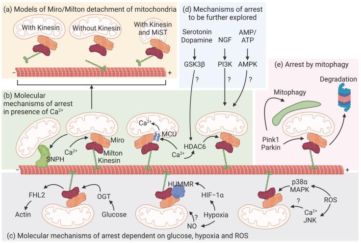 https://cdn.ncbi.nlm.nih.gov/pmc/blobs/8f09/10296243/5837265366fc/biomolecules-13-00938-g002.jpg