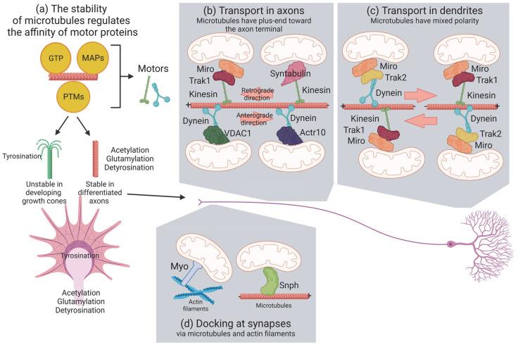 https://cdn.ncbi.nlm.nih.gov/pmc/blobs/8f09/10296243/b5825521cfdc/biomolecules-13-00938-g001.jpg
