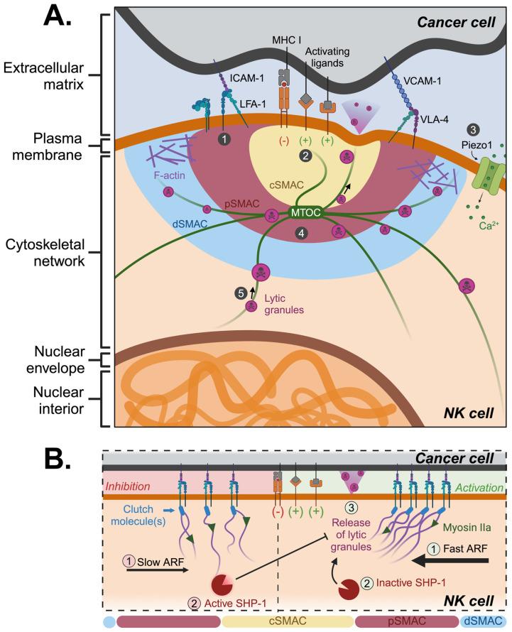 https://cdn.ncbi.nlm.nih.gov/pmc/blobs/8f1c/11048000/91d3718f1fbc/bioengineering-11-00328-g001.jpg